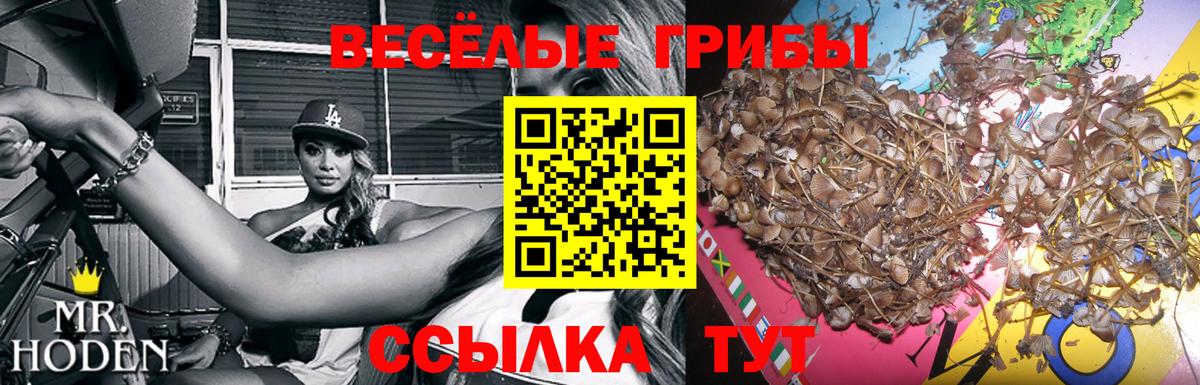 Псилоцибиновые грибы прущие грибы Кандалакша